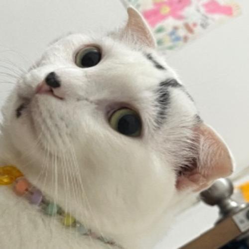 สมาชิกหมายเลข 4054703