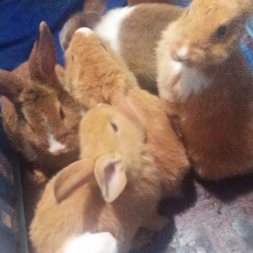 สมาชิกหมายเลข 4785381