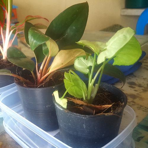 สมาชิกหมายเลข 5006176