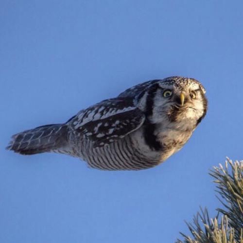 น้องนกของพี่ตา