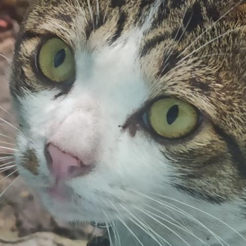 สมาชิกหมายเลข 4977294