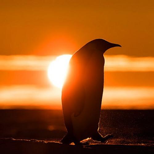 เพนกวินพเนจร