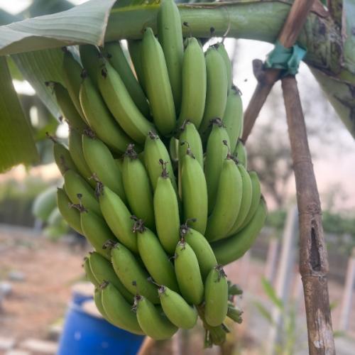 สมาชิกหมายเลข 4353880