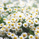 สมาชิกหมายเลข 4787278