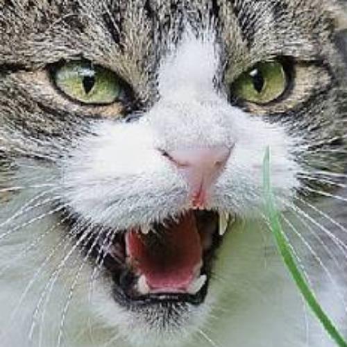 สมาชิกหมายเลข 5165482