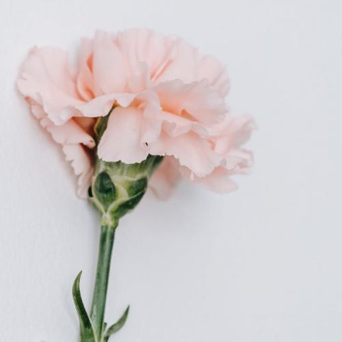 สมาชิกหมายเลข 2412977