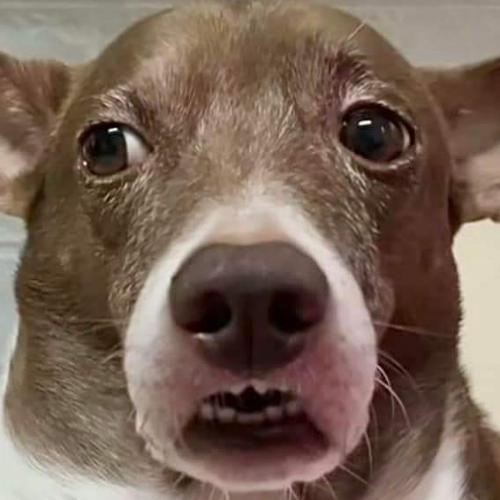 สมาชิกหมายเลข 4486811