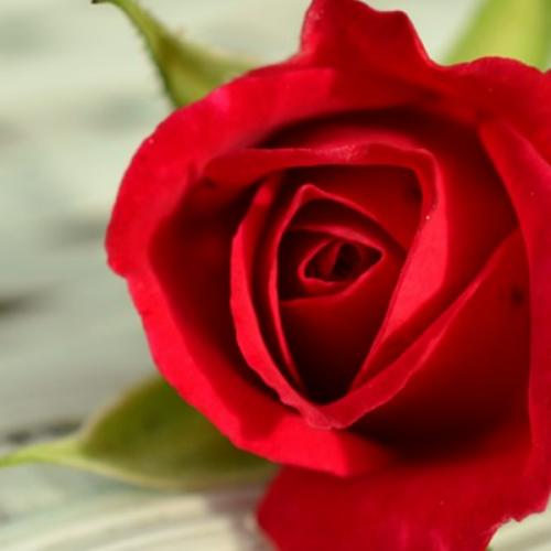 กันสาดสีฟ้าบนหน้าต่างสีชมพู