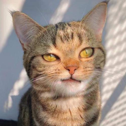 สมาชิกหมายเลข 3551375