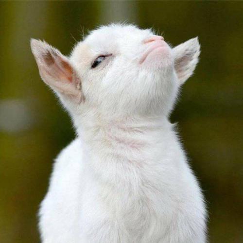 สมาชิกหมายเลข 4445507