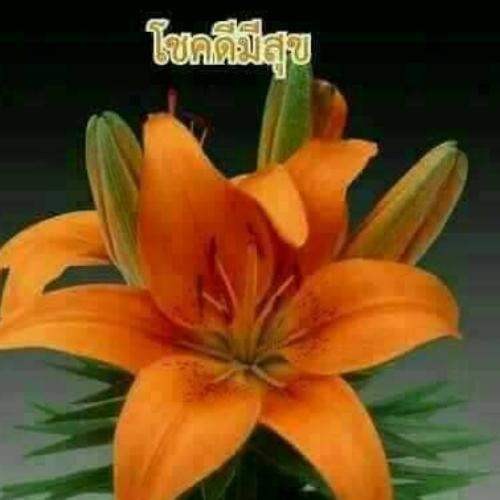 สมาชิกหมายเลข 2417452