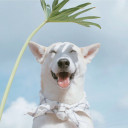 สมาชิกหมายเลข 5165672