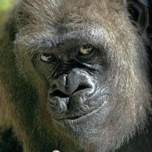 สมาชิกหมายเลข 6737395