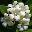 สมาชิกหมายเลข 3971545