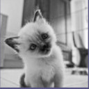 สมาชิกหมายเลข 4445297