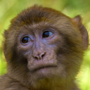 ลิงจั๊กๆ แต่รักไม่จริง