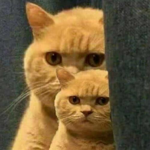 สมาชิกหมายเลข 4626287