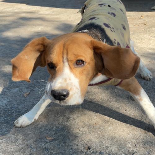 ทาโร่ หมามึน