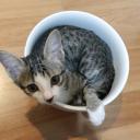 สตางค์นับดาว