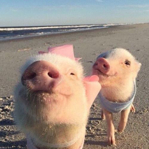 สมาชิกหมายเลข 4446390