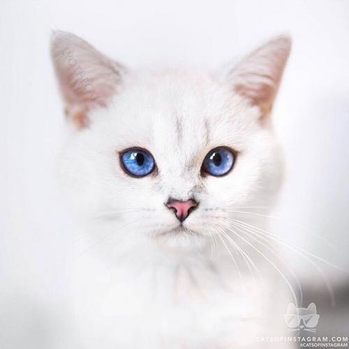 สมาชิกหมายเลข 4788512