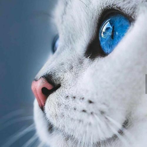 สมาชิกหมายเลข 4124099