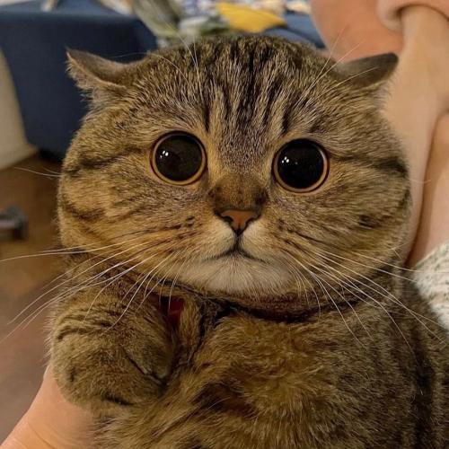 สมาชิกหมายเลข 4247782