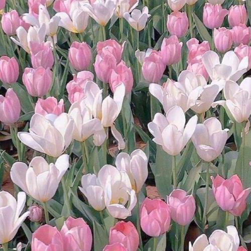 สมาชิกหมายเลข 7523482