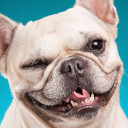 สมาชิกหมายเลข 1985204