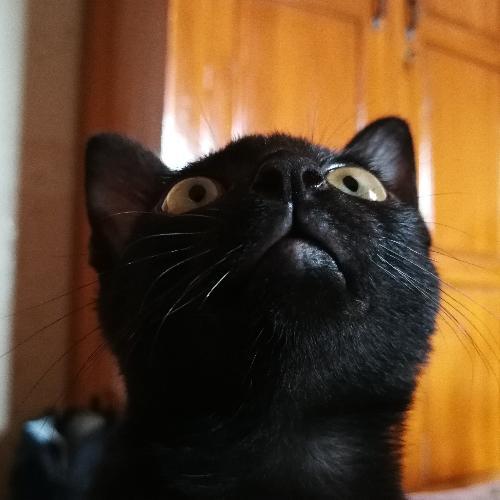 SkiNeZ