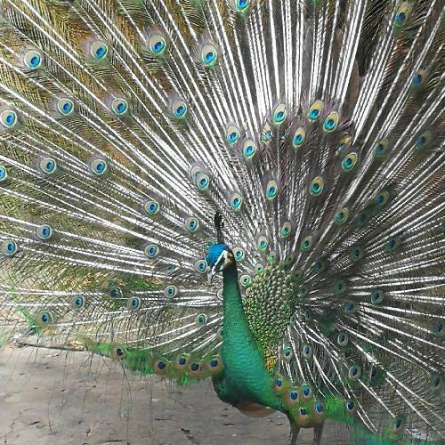 สมาชิกหมายเลข 5167260