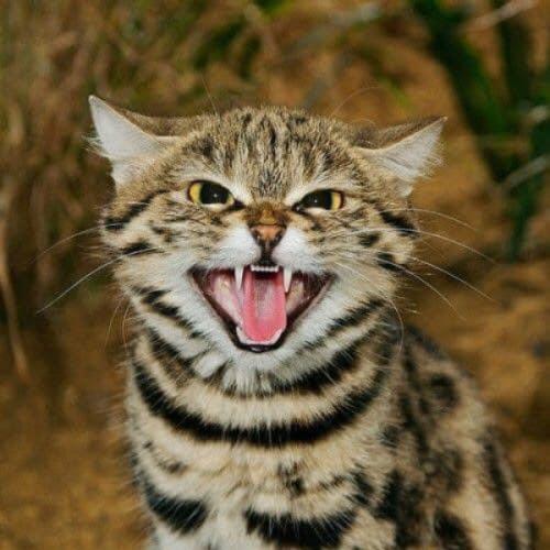 สมาชิกหมายเลข 6131494