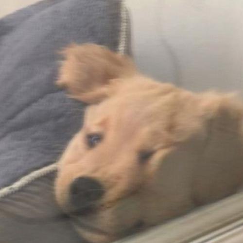 สมาชิกหมายเลข 6583086