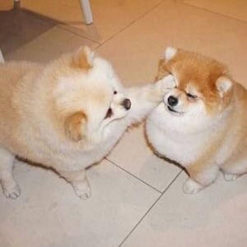 สมาชิกหมายเลข 5945412