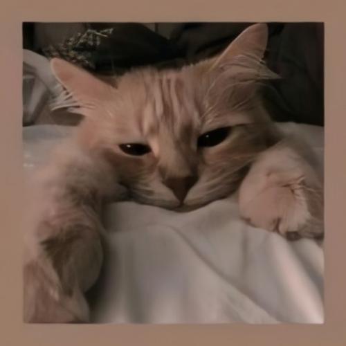 สมาชิกหมายเลข 6131787