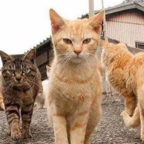 สมาชิกหมายเลข 6131891