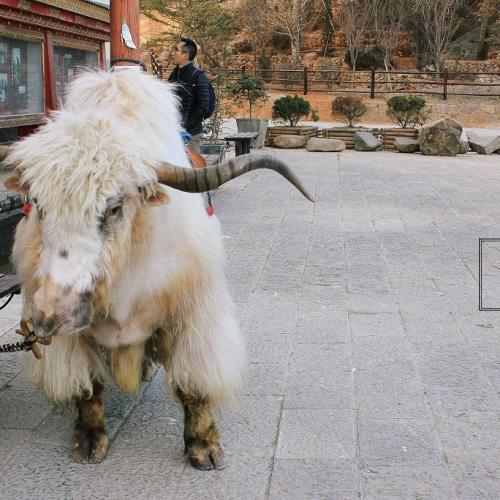 สมาชิกหมายเลข 1541937