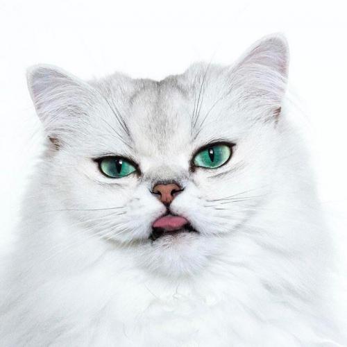 สมาชิกหมายเลข 2499632