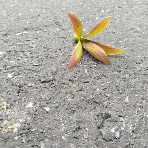 สมาชิกหมายเลข 3474017