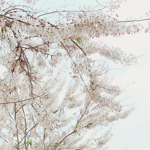 สมาชิกหมายเลข 2363157