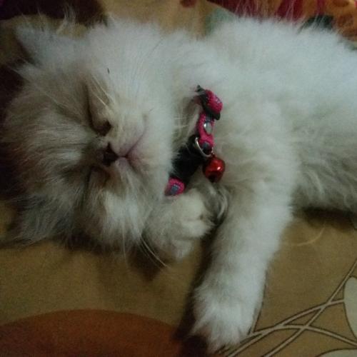 สมาชิกหมายเลข 3049158