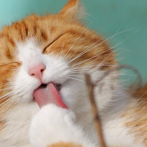 สมาชิกหมายเลข 4588460