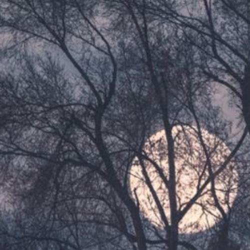 สมาชิกหมายเลข 4637501