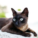 Grey Haired Venerable Man