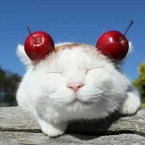 สมาชิกหมายเลข 5572966