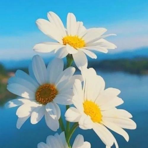 สมาชิกหมายเลข 1818353