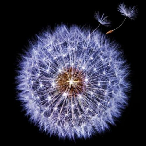 สมาชิกหมายเลข 6133182