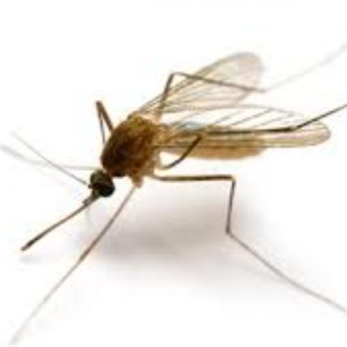 สมาชิกหมายเลข 4343163