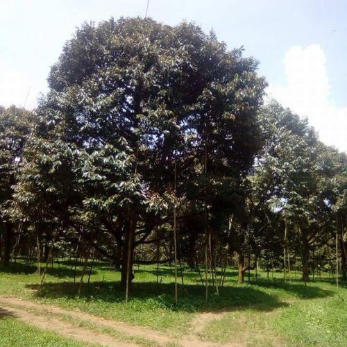 สมาชิกหมายเลข 4790259