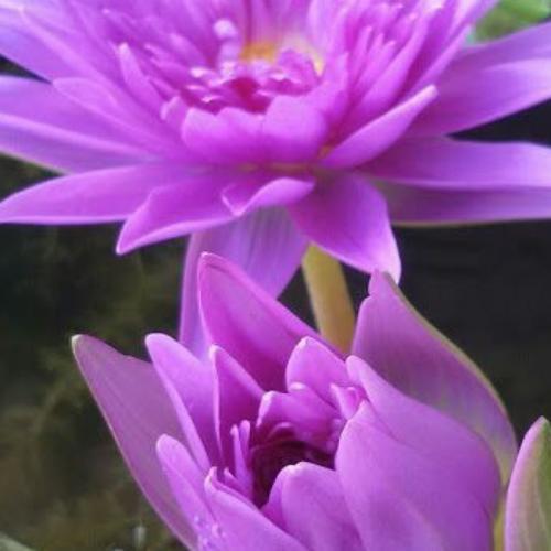 สมาชิกหมายเลข 3677996